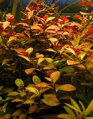 Ludwigia repens red akwa_fan