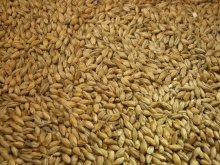 Słód jęczmienny PALE ALE/PILS 4,5EBC Crisp 1kg