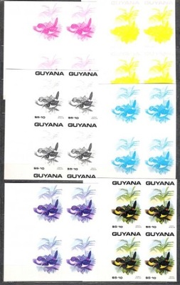 PTAKI GUYANA-PRÓBY W CZWÓRKACH
