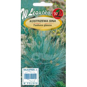 KOSTRZEWA SINA-NIEBIESKA PIEKNOŚĆ NA SKALNIAK