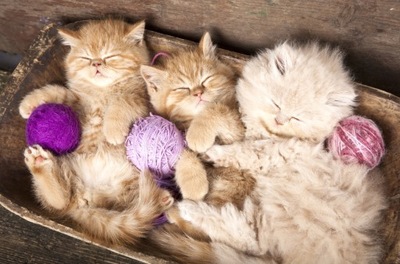 Fototapeta na wymiar koty, kotki w koszyku, śpiące koteczki, wiele wzorów