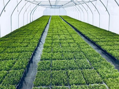 TUJA SZMARAGD THUJA SMARAGD sadzonki 1szt/0,70gr