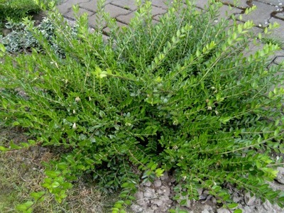 Suchodrzew mirtolistny 15-20 cm P9