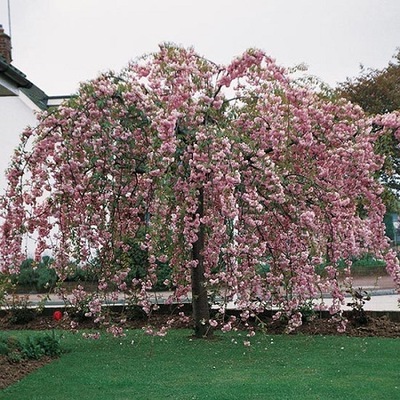 WIŚNIA japońska KIKU SHIDARE ZAKURA 120 cm