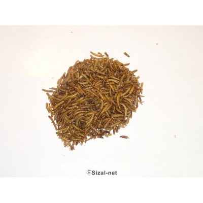 Suszone larwy mącznika młynarka 1 kg dla ptaków