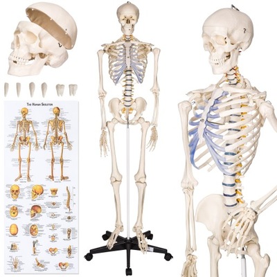 Anatomiczny model szkieletu ludzkiego