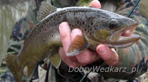 Błystka obrotowa spinningowa nr3 JAXON OBROTÓWKA na okonie, bolenie,pstrągi