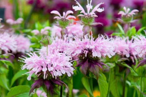 MONARDA FRENTED ПЕРСОНАЛЬНЫЙ РАСТИТЕЛЬНЫЙ МИКС