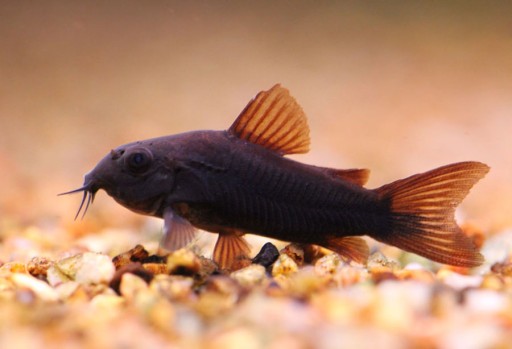 Рыба Черная кираса Corydoras black