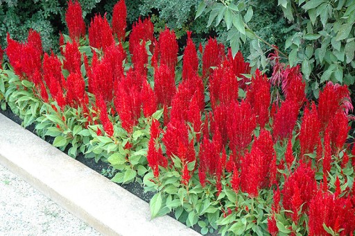 CELOSIA RED PLUMES МАГАЗИН_ТУЛИПАН.