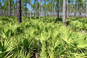 Saw Palmetto Saw Palmetto (ПРАСТАТА) 100 таблеток