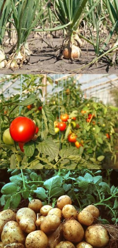 МИКРОКОМПЛЕКС 5кг УДОБРЕНИЕ ПРИ ДЕФИЦИТЕ СЕРЫ МАГНИЯ