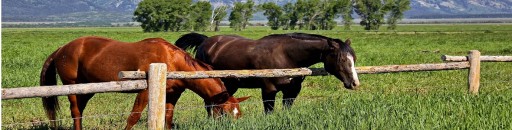 PASTUCH КРУГЛЫЙ ИЗОЛЯТОР ДЛЯ ДЕРЕВА, ТОЛСТЫЙ, ЧЕРНЫЙ 100 ШТ. ПОЛЬСКИЙ ТОВАР