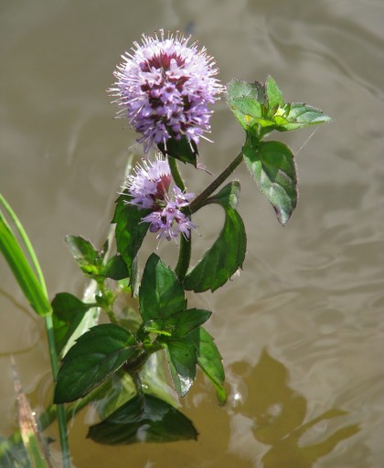 Мята водяная __ Mentha aquatica __ 50 Саженцы ОПТОМ