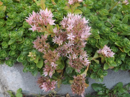 SEDUM - SEDUM КАВКАЗСКИЙ - розовый