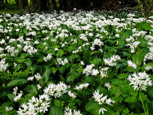 CZOSNEK NIEDŹWIEDZI - ALLIUM URSINUM - 20 NASION