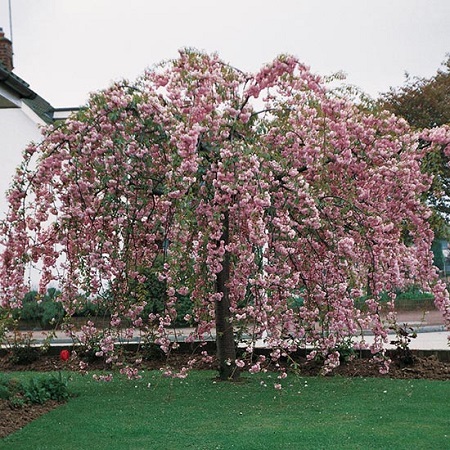 Японский CHERRY KIKU SHIDARE ZAKURA 120 см