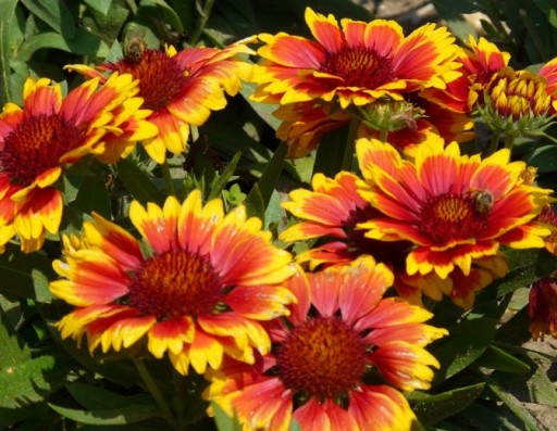 ГАЙЛАРДИЯ ГАЙЛАРДИЯ (GAILLARDIA ARISTATA) СЕМЕНА КРАСИВЫХ ЦВЕТОВ 200 шт.