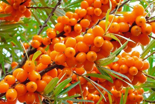 СУКА ОБЫКНОВЕННАЯ МОРСКАЯ HIPPOPHAE RAMNOIDES 50 СЕМЯН