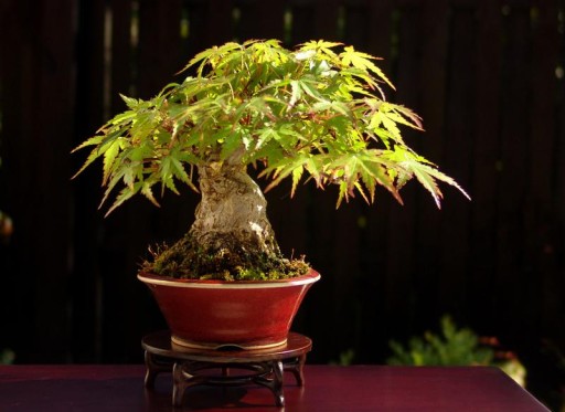 ДЛЯ БОНСАЙ ПАЛЬМЫ КЛЕН ДУМ. ЗЕЛЕНОЛИСТНОЙ (ACER PALMATUM) - 10 СЕМЯН