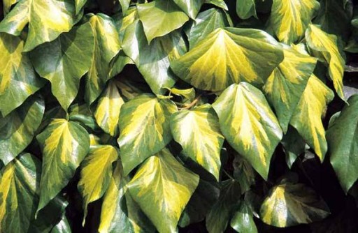 Hedera colchica 'Sulfur Heart' Плющ колхидский