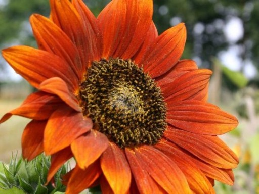 ДЕКОРАТИВНЫЙ ЦВЕТОК ПОДСОЛНУХ (HELIANTHUS ANNUUS) СМЕСЬ ЦВЕТОВ 1000 Г СЕМЯН