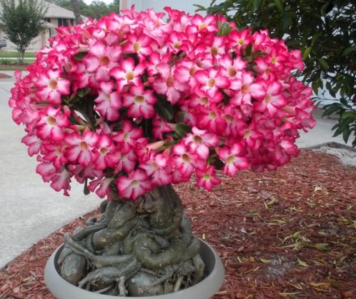 ДЛЯ БОНСАЙ ПУСТЫННАЯ РОЗА ADENIUM OBESUM ДЛЯ БОНСАЙ 3 СЕМЯНА