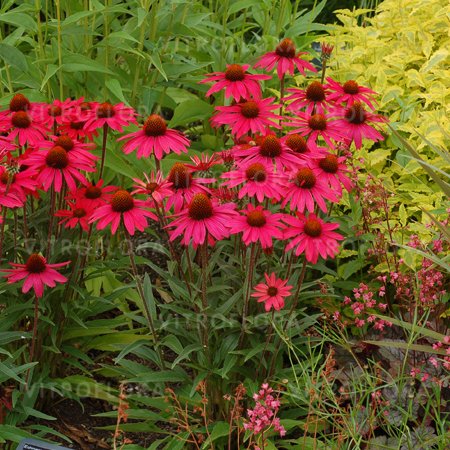 ECHINACEA JEŻÓWKA PURPUROWA MIODODAJNA PIĘKNA 1G