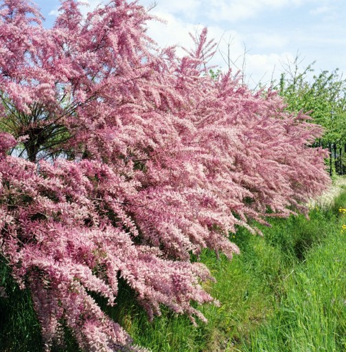 TAMARIX TETRANDRA TAMARYSZEK CZTEROPRĘCIKOWY