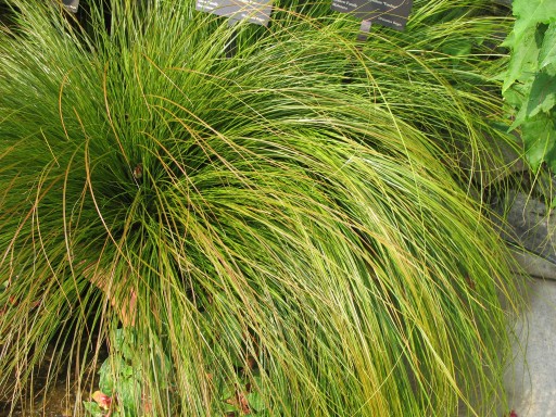 Trawa Variegata nr. 1043