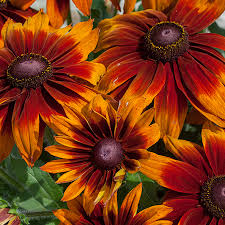 RUDBEKIA DWUBARWNA, RAJ DLA MOTYLI, KWITNIE 5 MIES