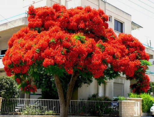 PŁOMIEŃ AFRYKI - DELONIX REGIA - 3 NASIONA