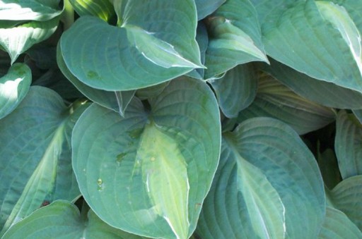 Hosta 'Striptease' - Funkia