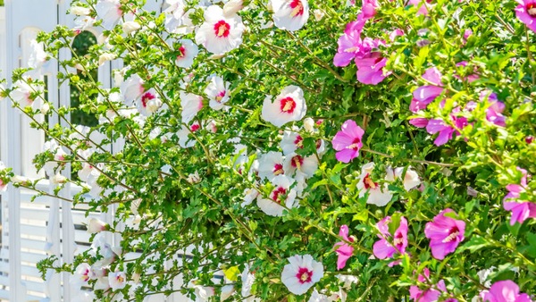 Kvitnúce horolezce na balkónovú pergolu 